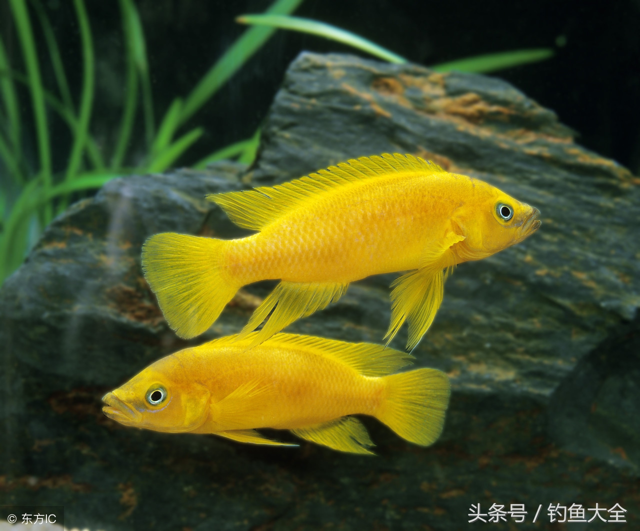 钓鱼不咬钩,钓鱼不咬钩怎么办