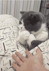 爆笑！收到2米多高代购清单的男子代购回来啦！「蜀黍周趣闻‖NO.43」