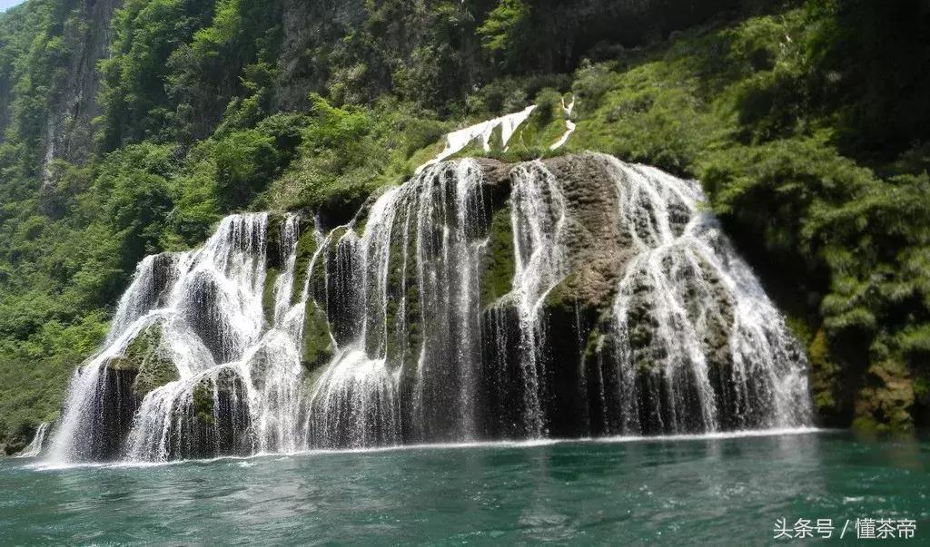 张家界神茶是什么茶,张家界神茶哪里最好