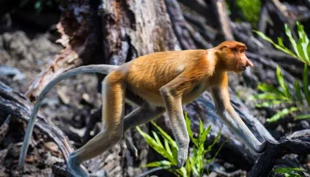 马来西亚沙巴度假海岛,马来西亚的沙巴
