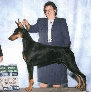 美系杜宾什么样,德系和美系杜宾3个月怎么区分