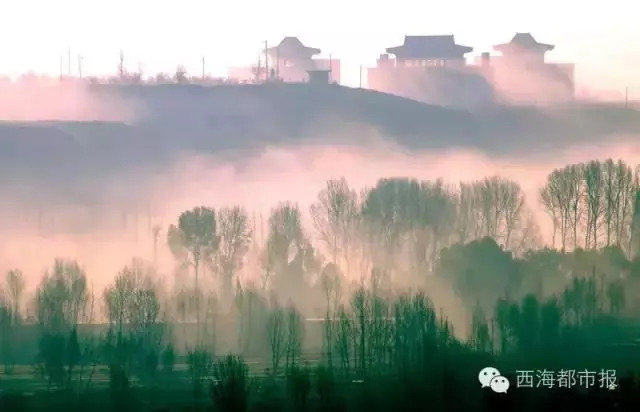 青海十大怪事完整视频,青海十大怪树