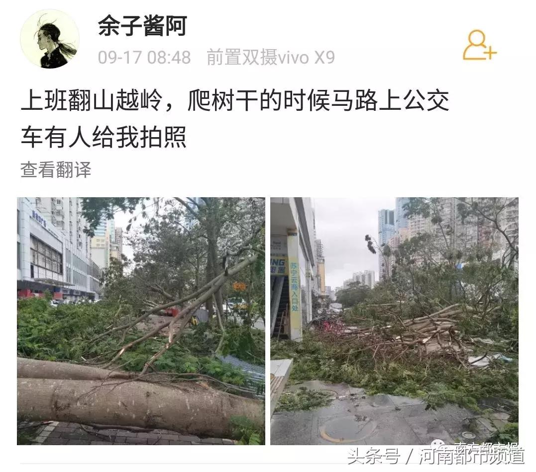 “山竹”过后首个工作日：广东人爬树都要去上班！