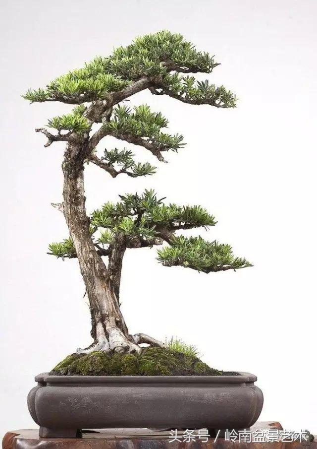 云中松——仰观天宇，俯察尘寰