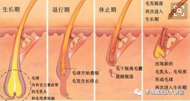 寰瘺鍙戠Щ妞嶆湳,鏉忔灄姣涘彂绉绘鎵嬫湳