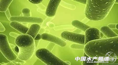 水产养殖中微生物制剂都有哪些,水产微生态制剂使用原则和方法