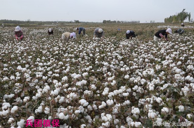 11月10日新疆各地籽棉收购价,各地籽棉收购价格表