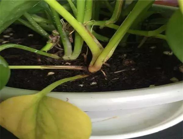 只要三分钟，马上成为绿萝的“医生”，在这个季节药到病除