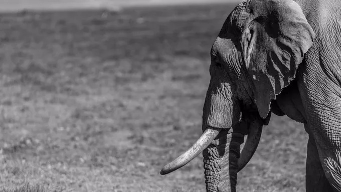 最恐怖的拍摄经历｜我在非洲被长颈鹿强吻了……