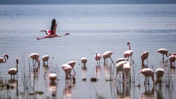 最恐怖的拍摄经历｜我在非洲被长颈鹿强吻了……