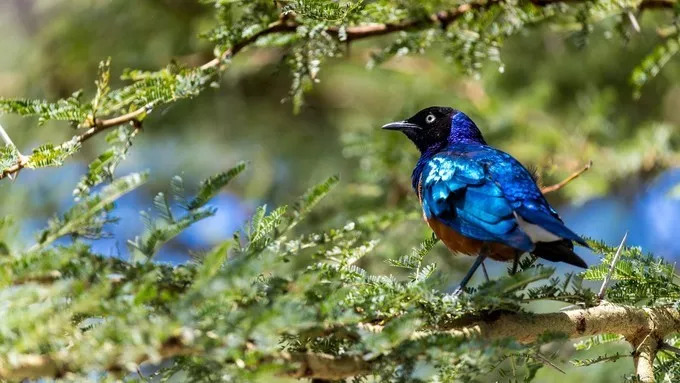 最恐怖的拍摄经历｜我在非洲被长颈鹿强吻了……