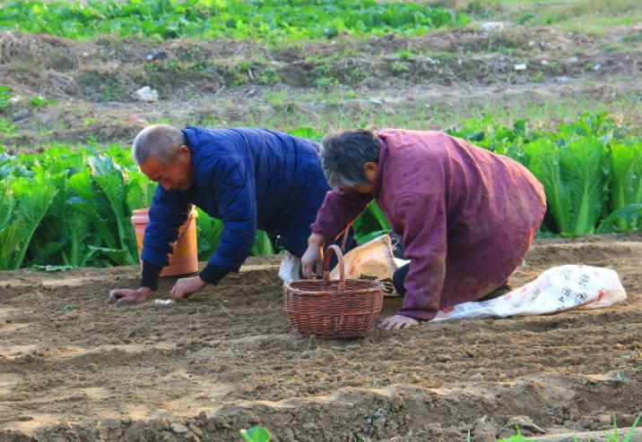 “七栽八不栽，九栽没蒜薹”，大蒜已到种植时，栽种时要谨记3点