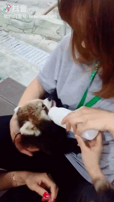 重庆动物园推荐熊猫,重庆动物园冬天有小熊猫吗