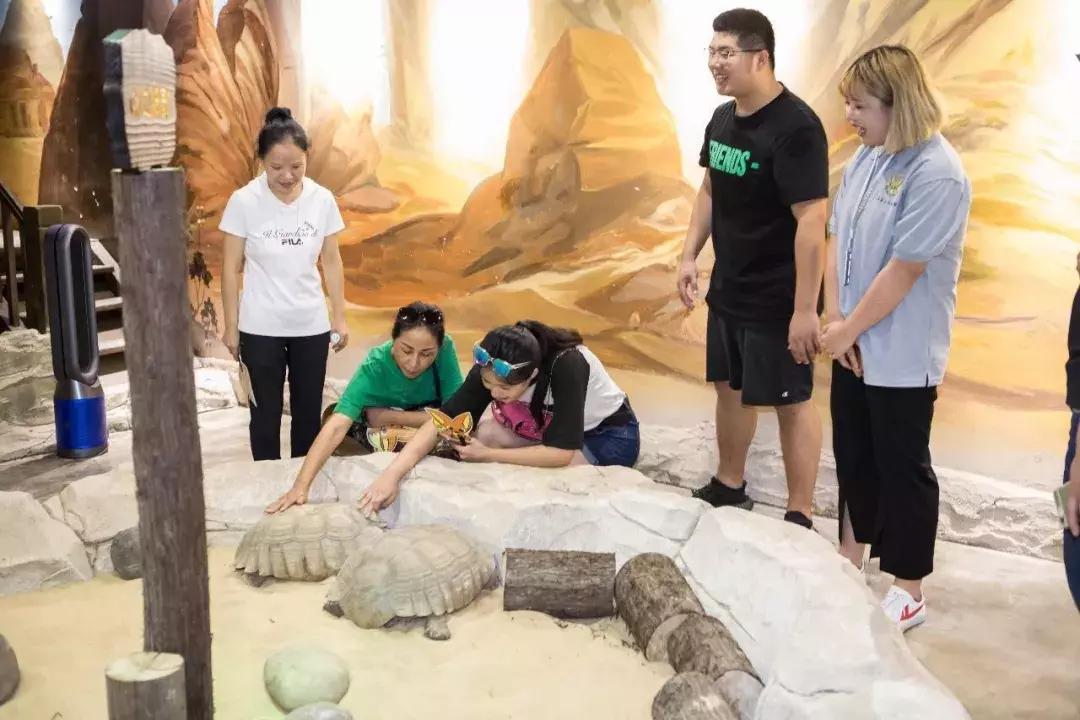 重庆动物园推荐熊猫,重庆动物园冬天有小熊猫吗