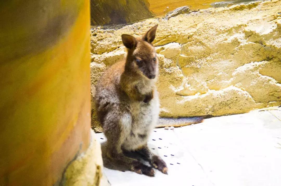 重庆小熊猫互动的动物园,重庆动物园有小熊猫