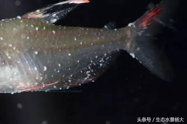 观赏鱼白点病严重吗,观赏鱼白点病一招解决