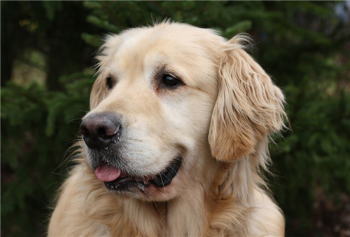 卫佳八和卫佳五建议打哪个,卫佳疫苗五联和八联的区别