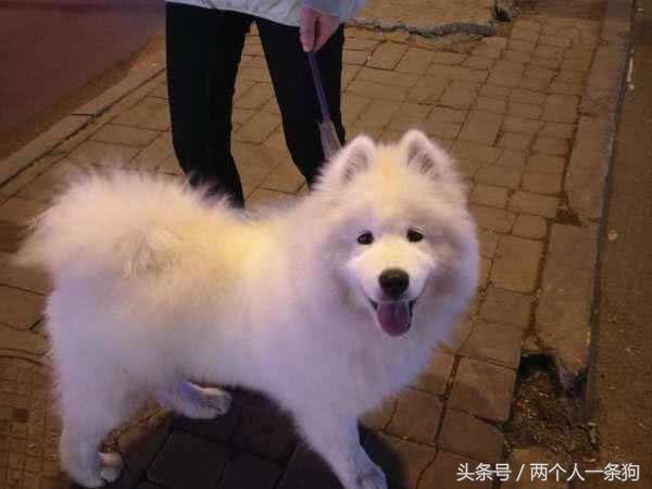 萨摩耶为啥叫微笑天使,萨摩耶的特点有哪些