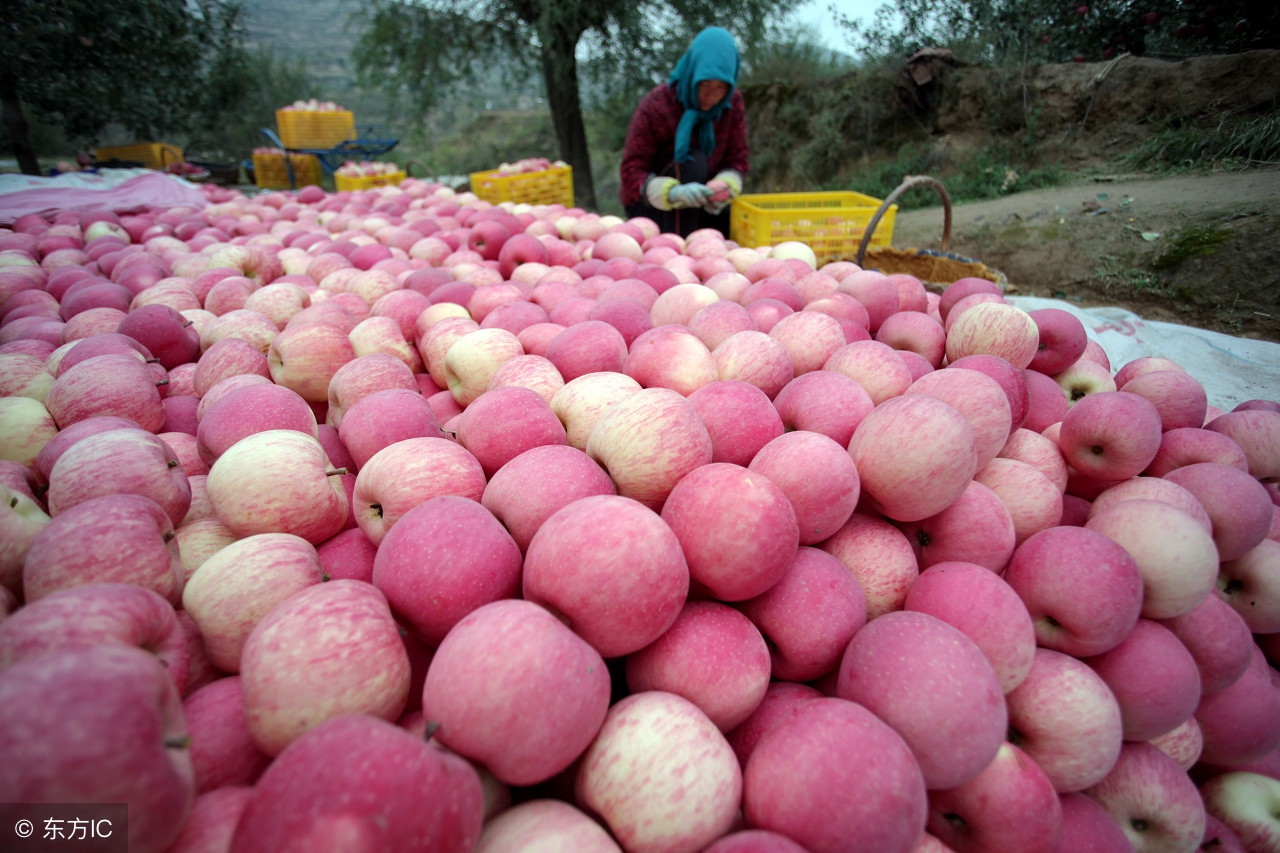 杰哥观市：山东红将军苹果交易进入后期好货偏少，行情好不好？