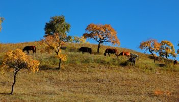 金秋坝上草原摄影,坝上秋天摄影攻略