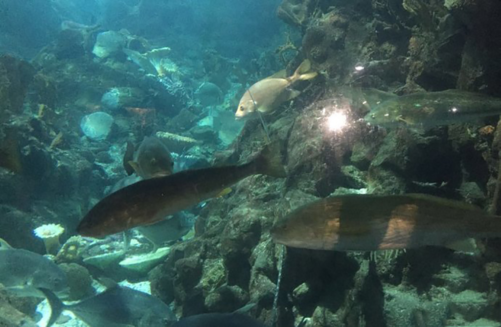 广州海洋馆和正佳海洋馆哪个好,广州比较好玩的海洋馆推荐