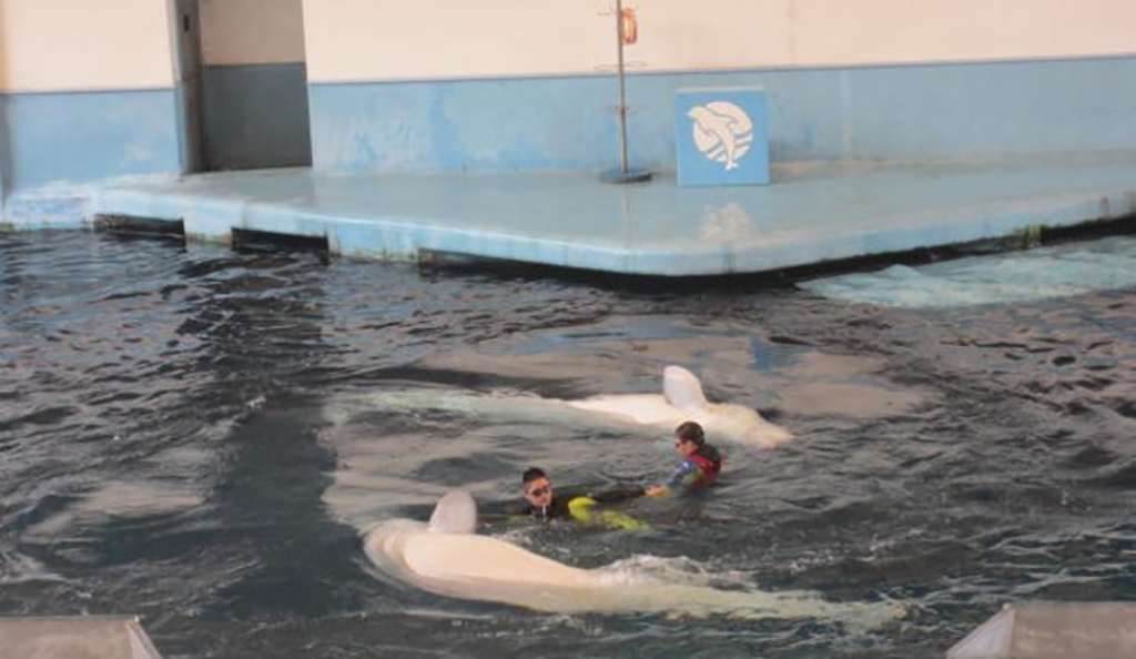 广州海洋馆和正佳海洋馆哪个好,广州比较好玩的海洋馆推荐