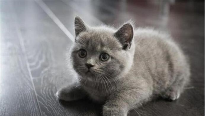 有长期的流浪猫来你家有什么说法,流浪猫来到家门口要不要收养