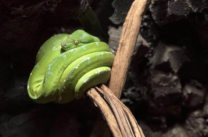 羊驼开门视频,羊驼出门迎接主人