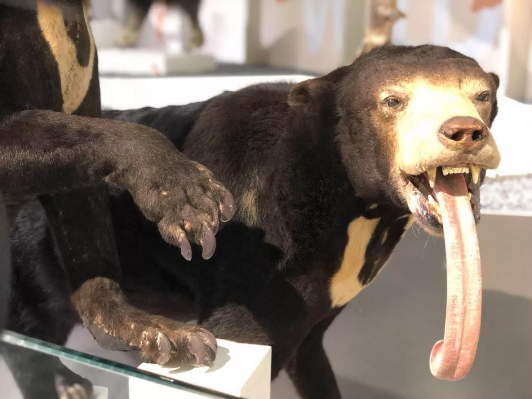 羊驼开门视频,羊驼出门迎接主人