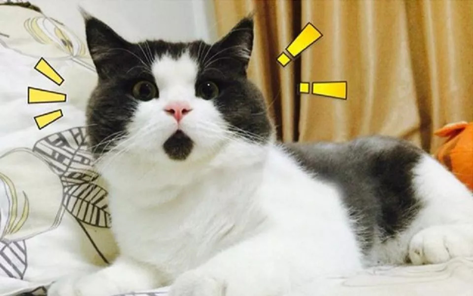 猫会自己治愈吗,猫可以自己治愈吗