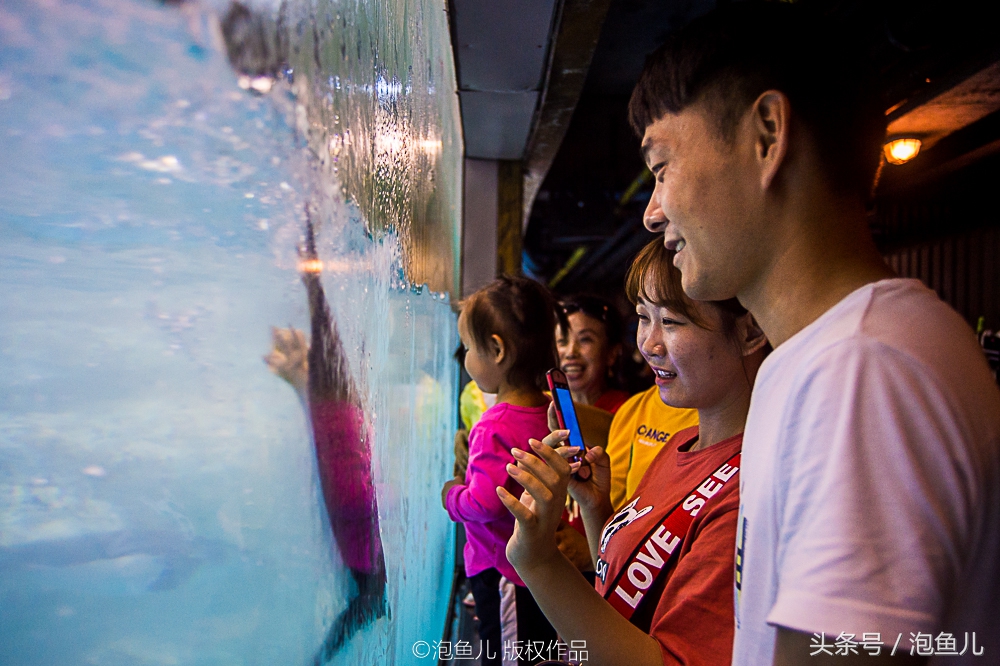 大连极地企鹅,南极企鹅求婚视频