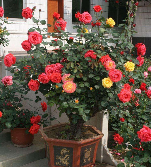 油烟机废油养花的正确方法,油烟机里的废油怎么给花当肥料