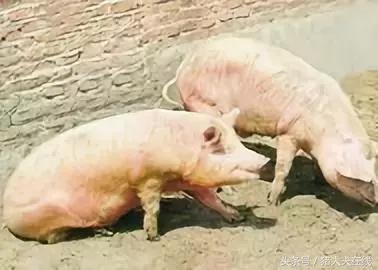 技术贴：猪传染性胸膜肺炎？不要慌，教你如何解决！