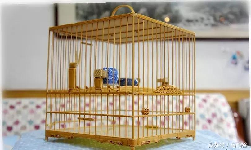 上班族如何养绣眼,绣眼鸟的日常护理