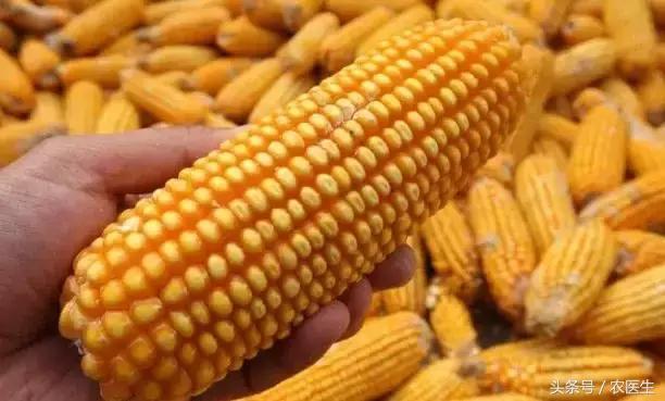 卖玉米太干怎么加水,卖玉米怎么看秤不被骗