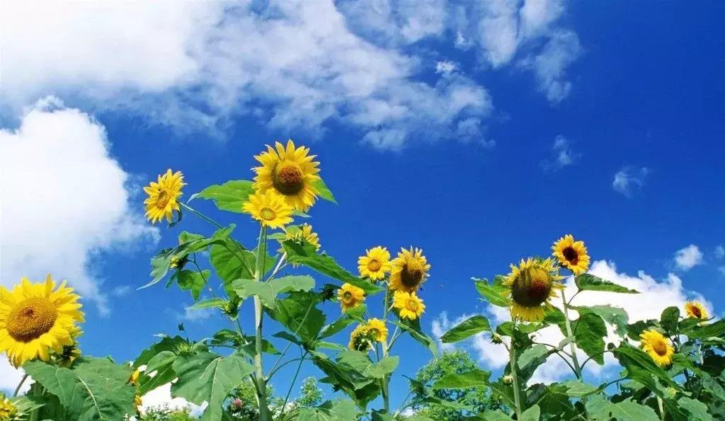 昆山张浦堵车吗,昆山张浦堵车