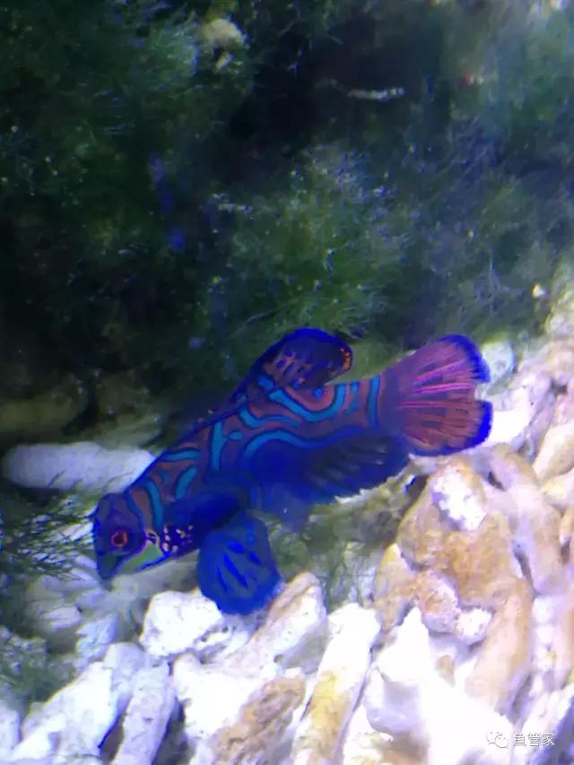 新手养热带鱼买什么水草好,新手好养的低温热带鱼