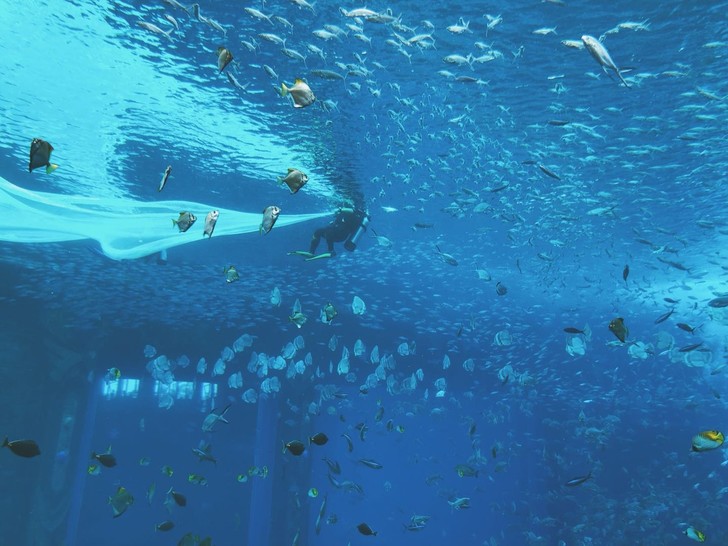 三亚亚特兰蒂斯酒店体验讲解,三亚亚特兰蒂斯酒店自由行攻略