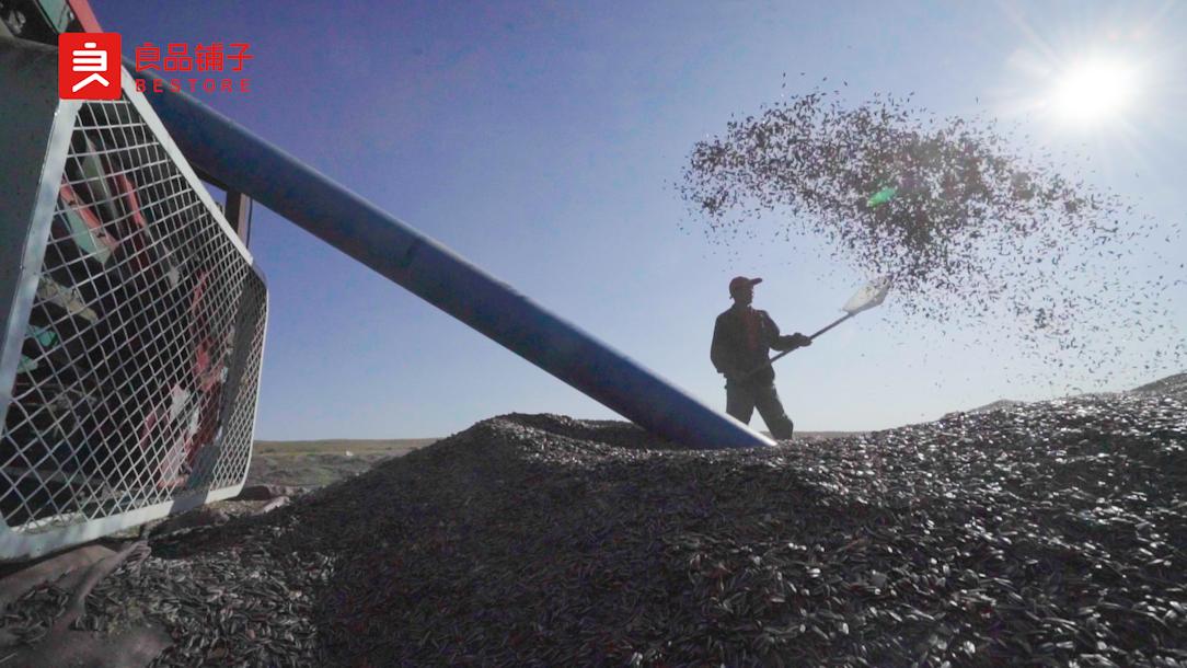 一粒瓜子,一粒瓜子的质量