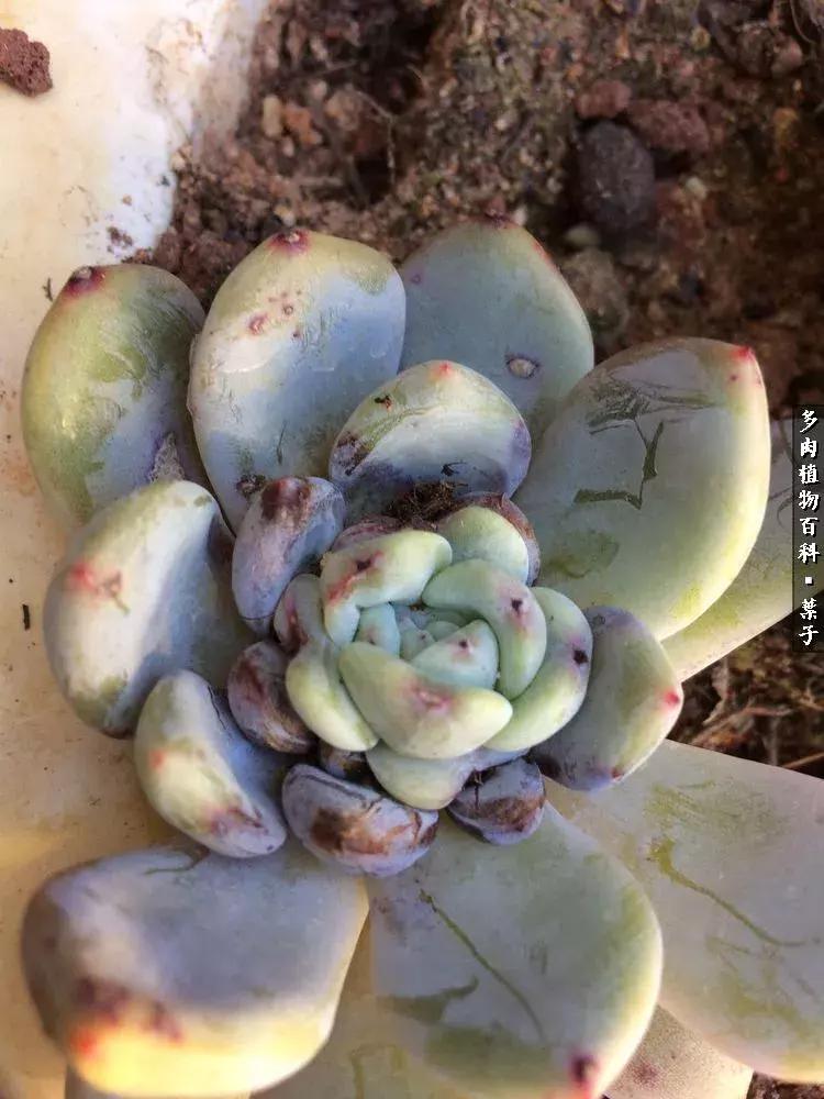 凉风至白露降寒蝉鸣下一句,夏天多肉小白虫消灭方法