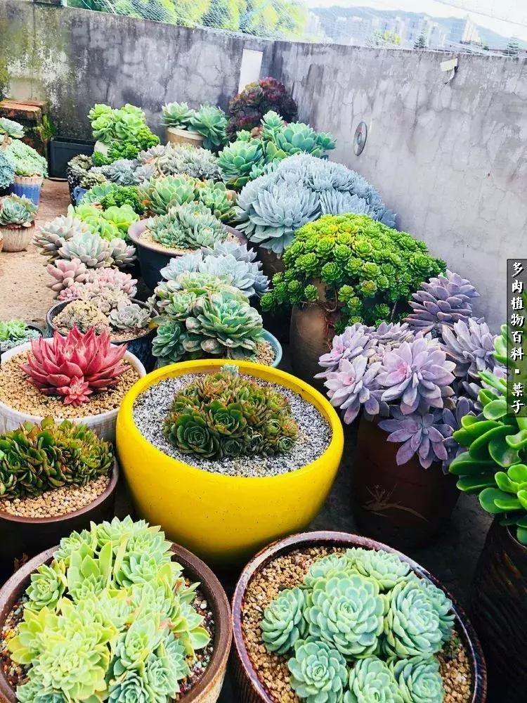 凉风至白露降寒蝉鸣下一句,夏天多肉小白虫消灭方法