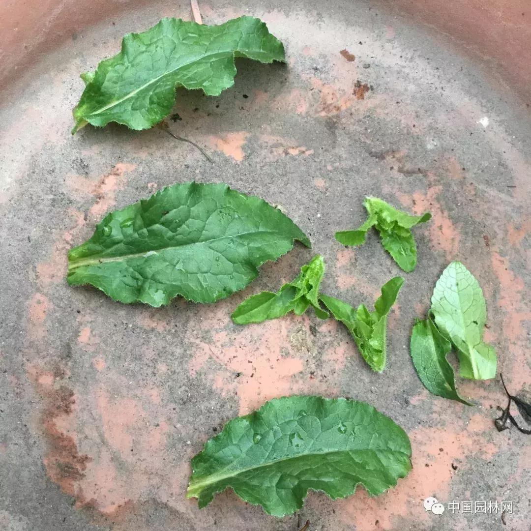 风铃草欣赏,风铃草的生长特点