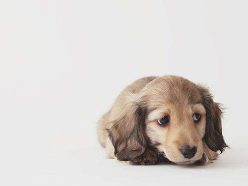 犬瘟中的狗狗如何护理,狗狗犬瘟怎么治最有效