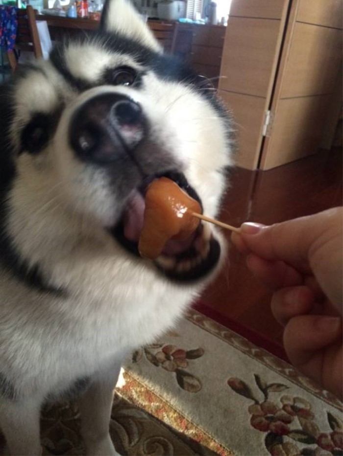 狗狗吃鸡蛋要怎么吃比较好,狗狗吃鸡蛋的讲究