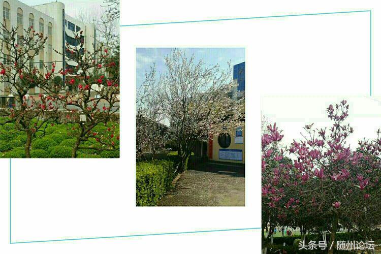 生态教育促成长浓墨重彩绘华章——记阔步前进中的洪山镇中心学校