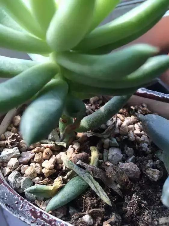 多肉叶片变干了怎么办,多肉叶片干了怎么办