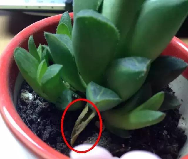 多肉叶片变干了怎么办,多肉叶片干了怎么办