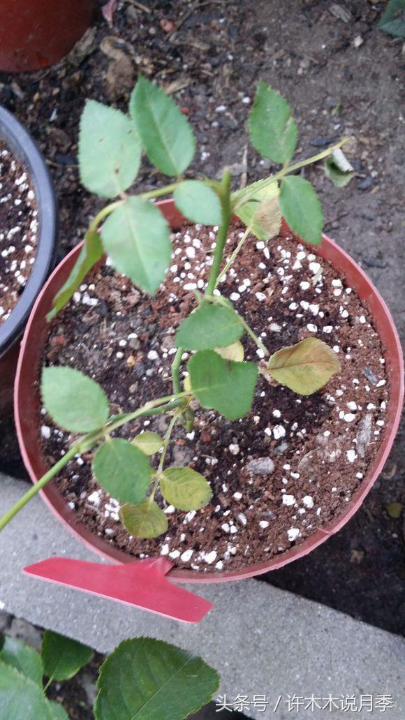 网购月季花黄叶怎么办,网购的月季小苗怎么处理