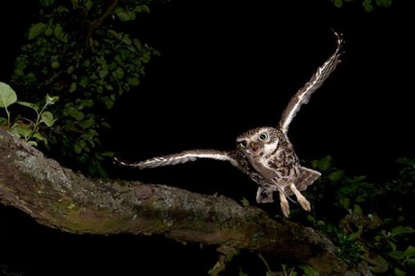 夜猫子来家有什么说法,夜猫子进宅咋回事