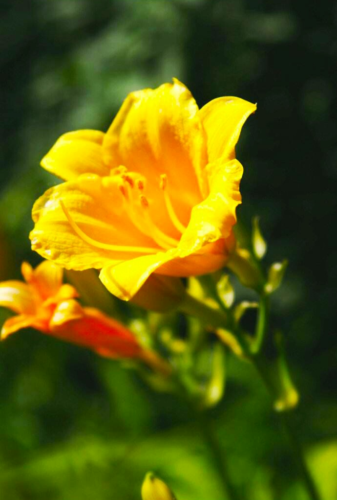 金娃娃萱草能吃吗,金娃娃萱草几月开花